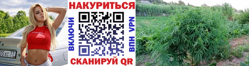 Бошки марихуана White Widow что такое наркотик Пикалёво